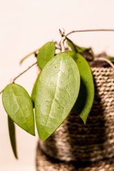 Hoya verticillata var. sp. Jawa